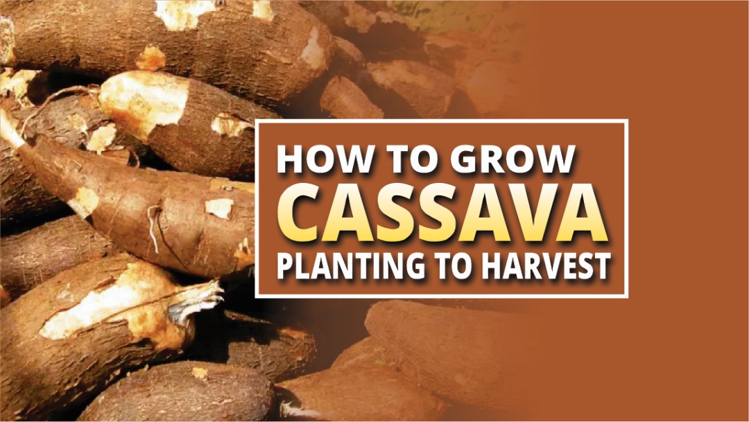 CASSAVA FARMING
