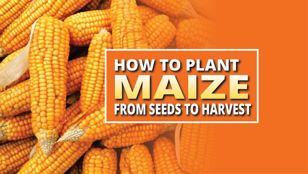 MAIZE FARMING