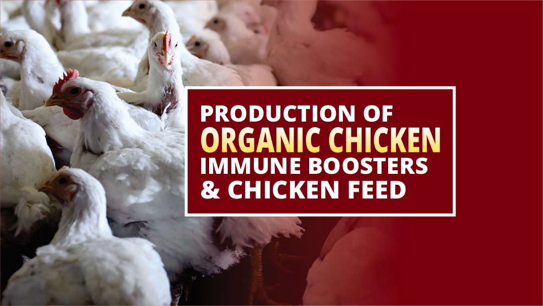 Organic Chicken Production