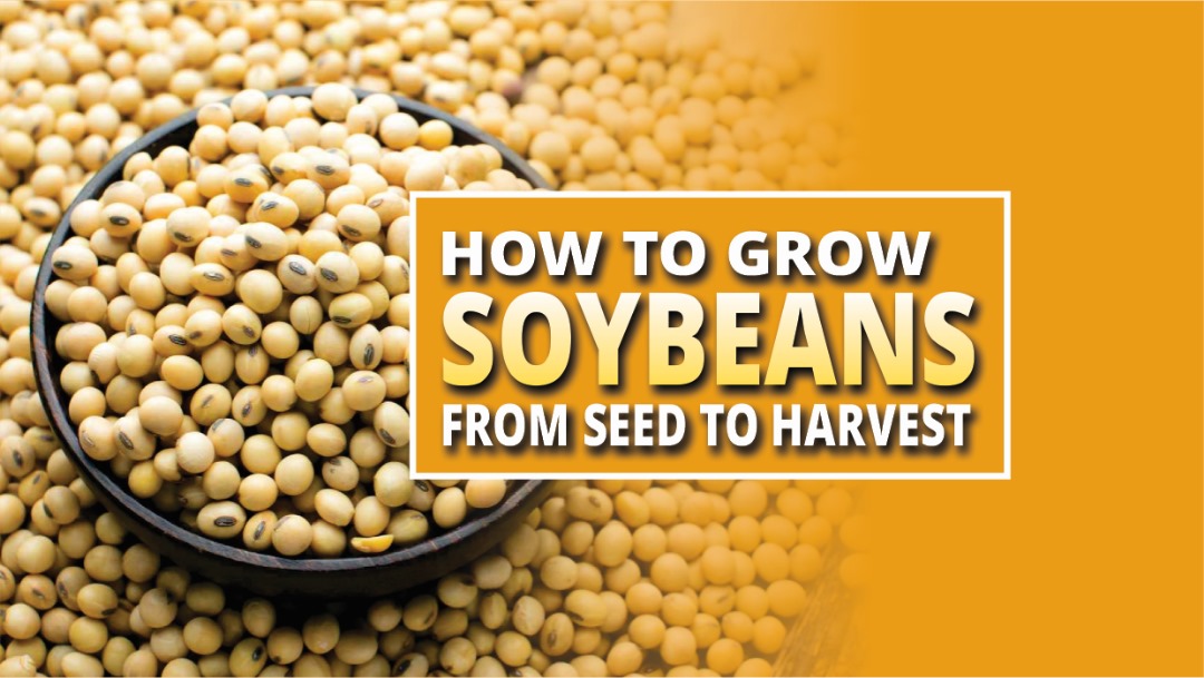 SOYA BEANS FARMING