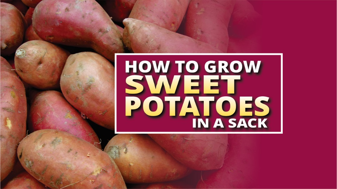 SWEET POTATOES FARMING