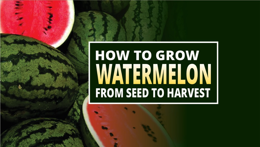WATERMELON FARMING
