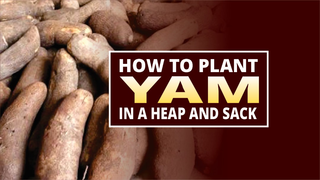 YAM FARMING